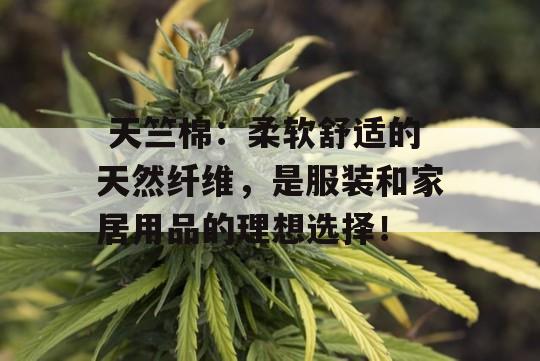  天竺棉：柔软舒适的天然纤维，是服装和家居用品的理想选择！