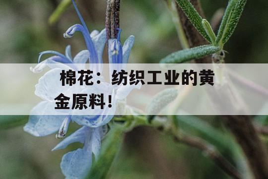  棉花：纺织工业的黄金原料！